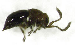 Lagynodes gastroleius