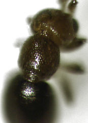 Lagynodes gastroleius
