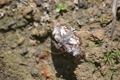 Chiomara
