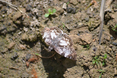 Chiomara