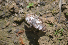 Chiomara