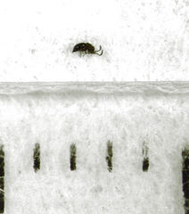 Lagynodes gastroleius