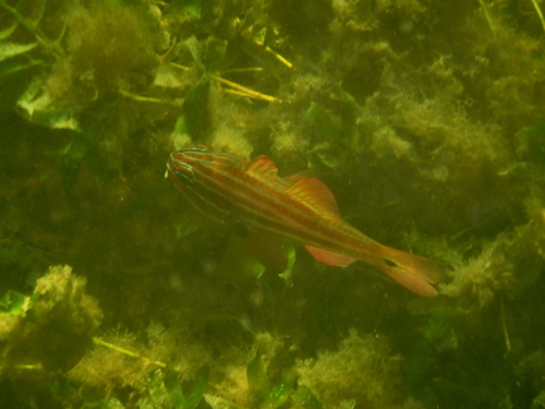 Ostorhinchus victoriae
