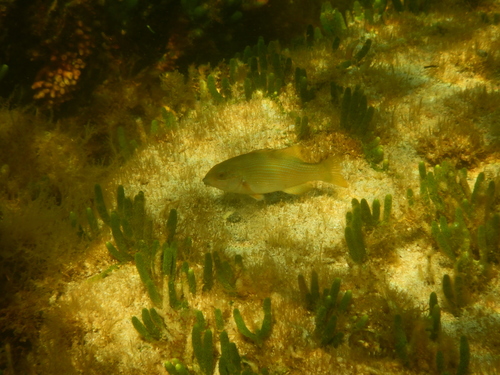 Achoerodus gouldii