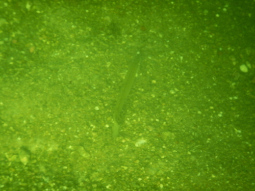 Sillaginidae