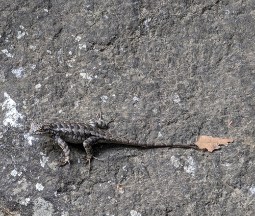 iNaturalist observation photo of Western Fence Lizard