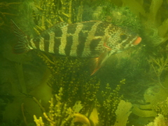 Goniistius rubrolabiatus