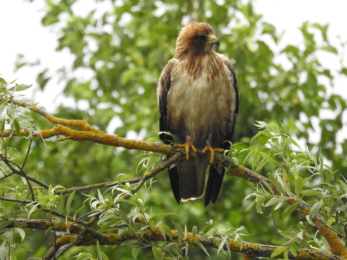 Booted Eagle, photo 9 of 10