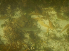 Sillaginodes punctatus