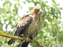 Booted Eagle photo 2