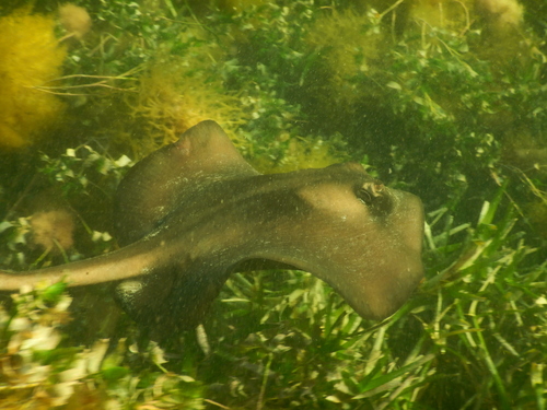 Trygonoptera ovalis