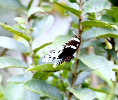 Ornithoptera paradisea arfakensis