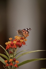 Vanessa braziliensis