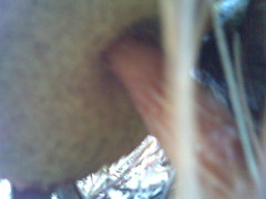 Aureoboletus projectellus