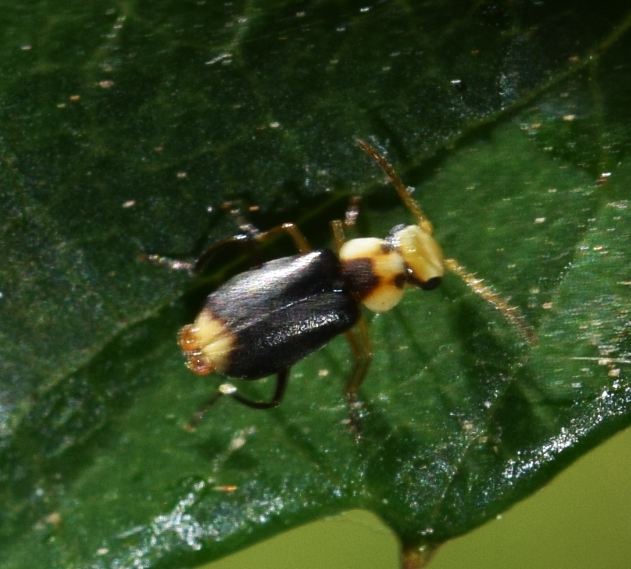 Hypebaeus alicianus