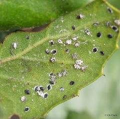 Tetraleurodes perileuca