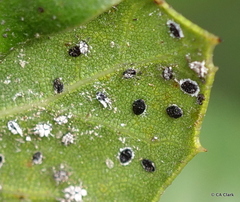 Tetraleurodes perileuca