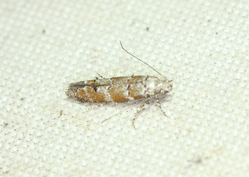 Pine Needleminer Moths photo 3