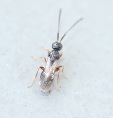 Megaspilidae