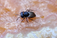 Aphelinidae