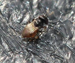 Aphelinidae