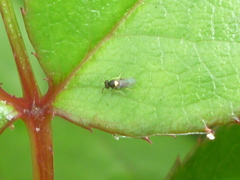Aphelinidae