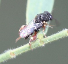 Brachymeria podagrica