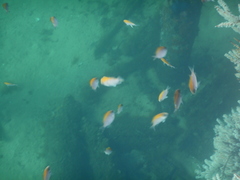 Chromis klunzingeri
