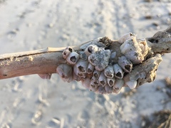 Amphibalanus venustus