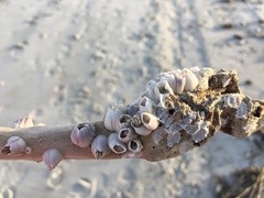 Amphibalanus venustus