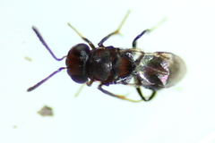 Encyrtus