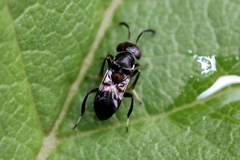 Encyrtus