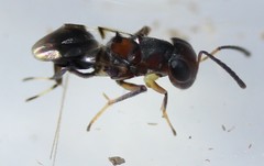 Encyrtus