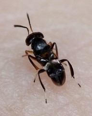 Encyrtus