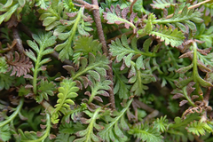 Leptinella filiformis