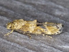 Mompha stellella