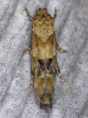 Mompha stellella