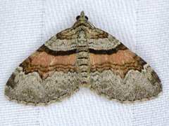 Xanthorhoe packardata