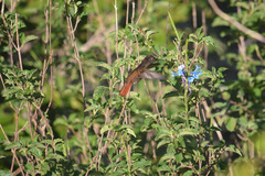 Chrysolampis mosquitus