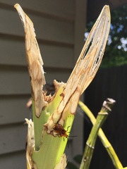 Stethopachys formosa