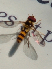 Meliscaeva cinctella image