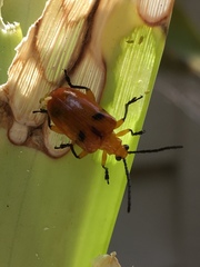 Stethopachys formosa