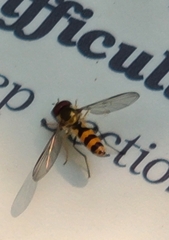Meliscaeva cinctella image