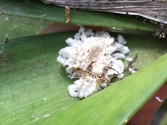 Stethopachys formosa