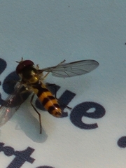 Meliscaeva cinctella image