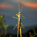 Strong Stick Insect - Photo (c) Felix Fleck, some rights reserved (CC BY-NC), uploaded by Felix Fleck
