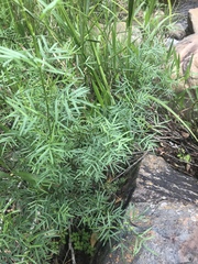 Psoralea platyphylla