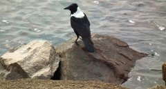 Corvus pectoralis