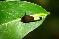 Graphium macfarlanei