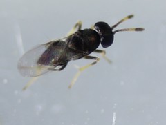 Encyrtinae